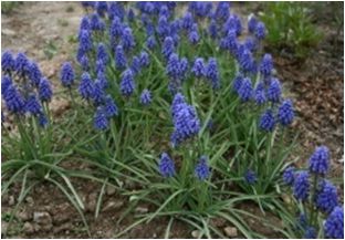 무스카리(백합과)